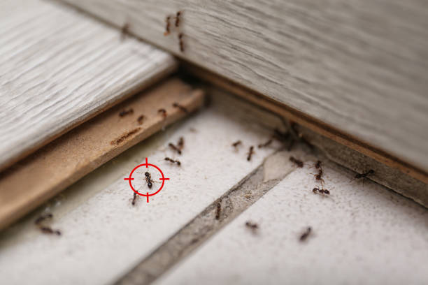 Best Pest Removal Services  in Bay Hill, FL