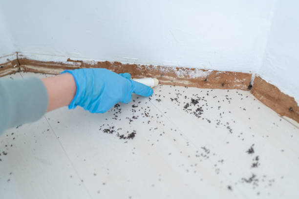 Pest Prevention Services in Bay Hill, FL